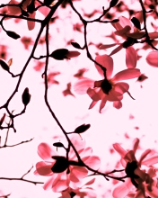 Screenshot №1 pro téma Magnolia Twigs 176x220