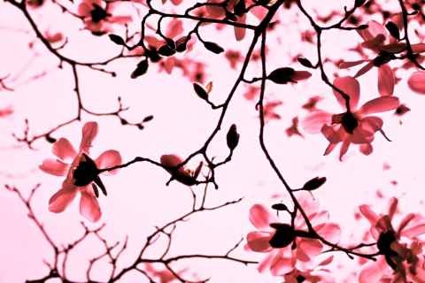 Screenshot №1 pro téma Magnolia Twigs 480x320