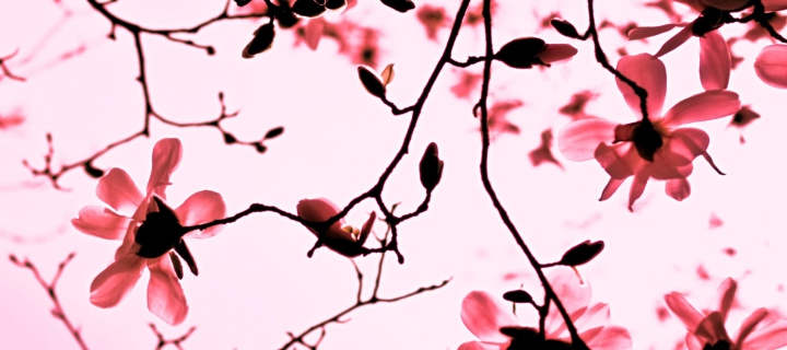 Screenshot №1 pro téma Magnolia Twigs 720x320