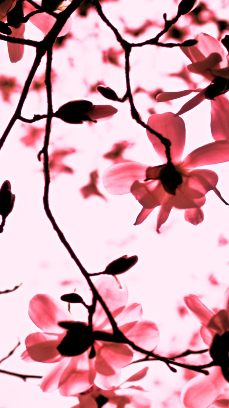 Magnolia Twigs wallpaper 750x1334