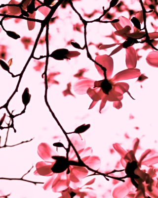 Magnolia Twigs - Obrázkek zdarma pro 132x176