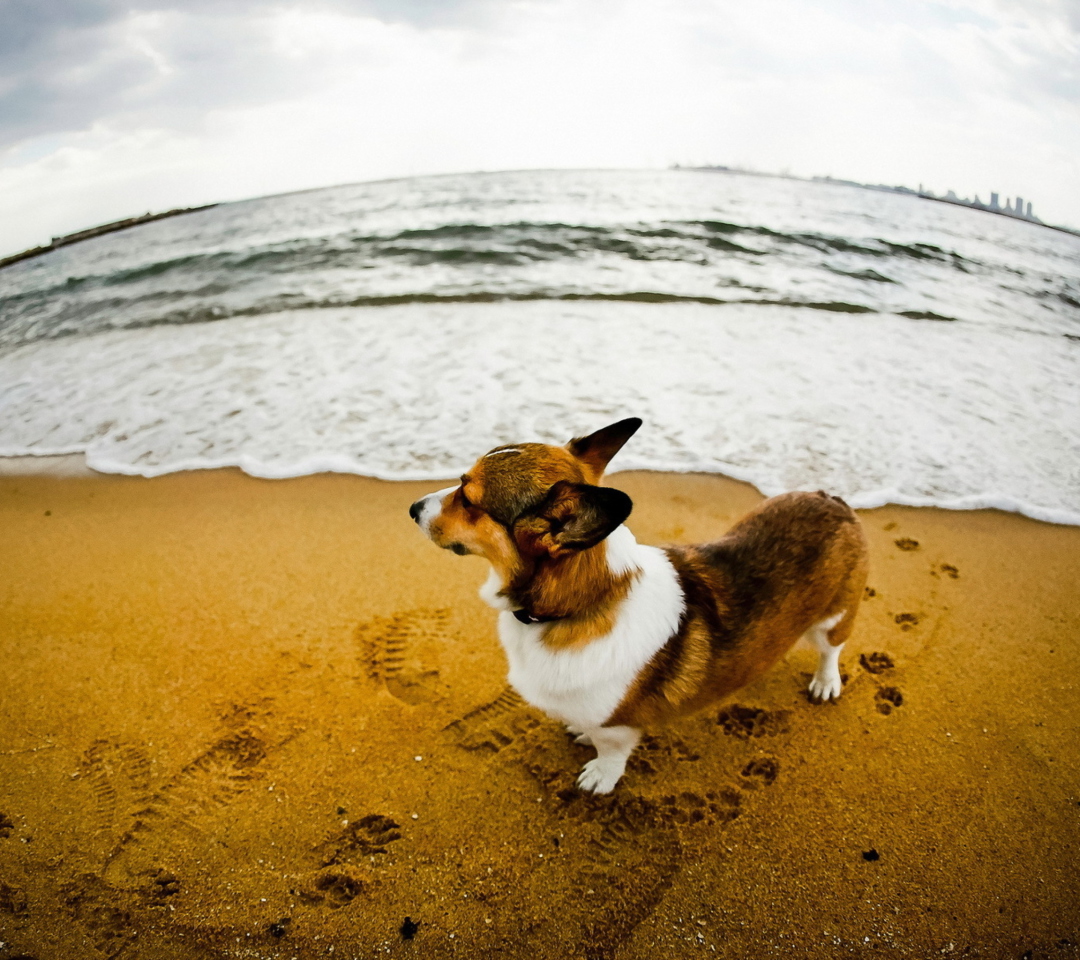 Das Dog On Beach Wallpaper 1080x960