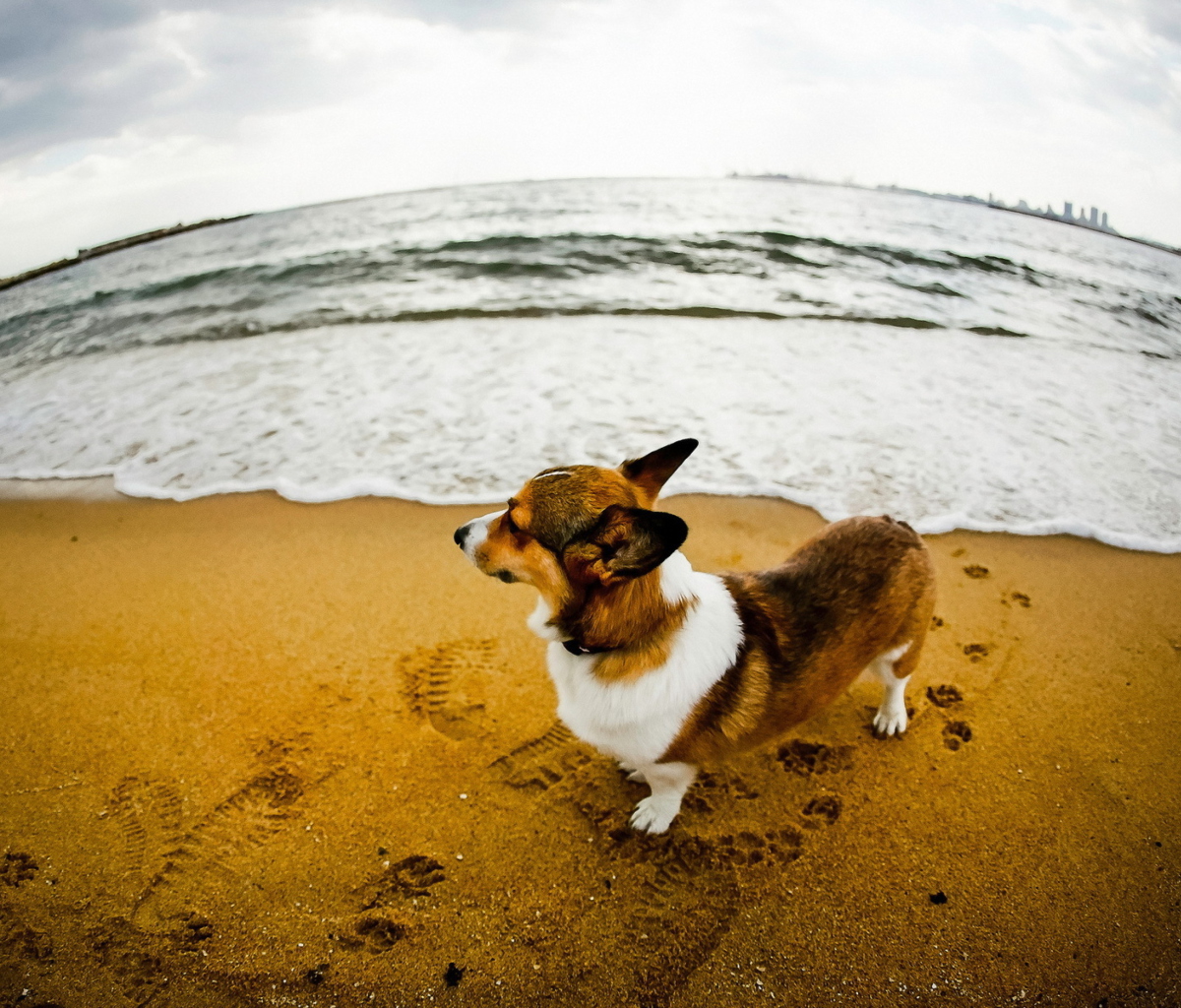 Screenshot №1 pro téma Dog On Beach 1200x1024