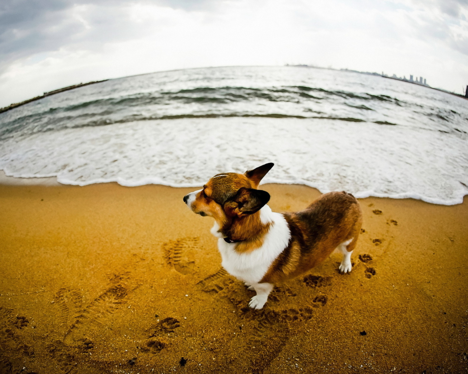 Dog On Beach screenshot #1 1600x1280