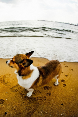 Das Dog On Beach Wallpaper 320x480