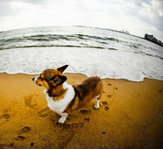 Kostenloses Dog On Beach Wallpaper für 1024x1024
