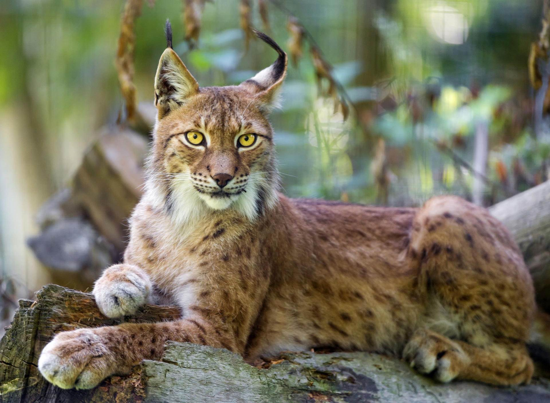 Fondo de pantalla Lynx in the East Siberian forests 1920x1408