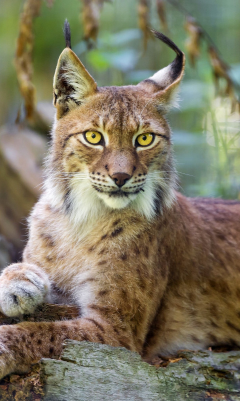 Das Lynx in the East Siberian forests Wallpaper 480x800