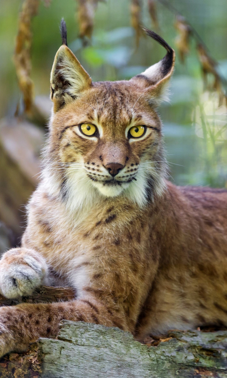 Das Lynx in the East Siberian forests Wallpaper 768x1280