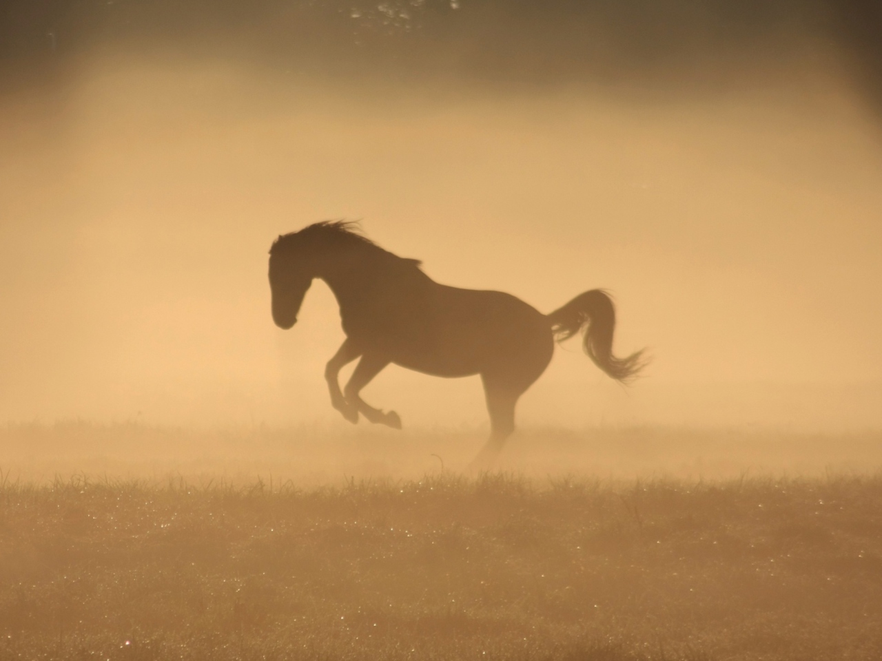 Mustang In Dust screenshot #1 1280x960