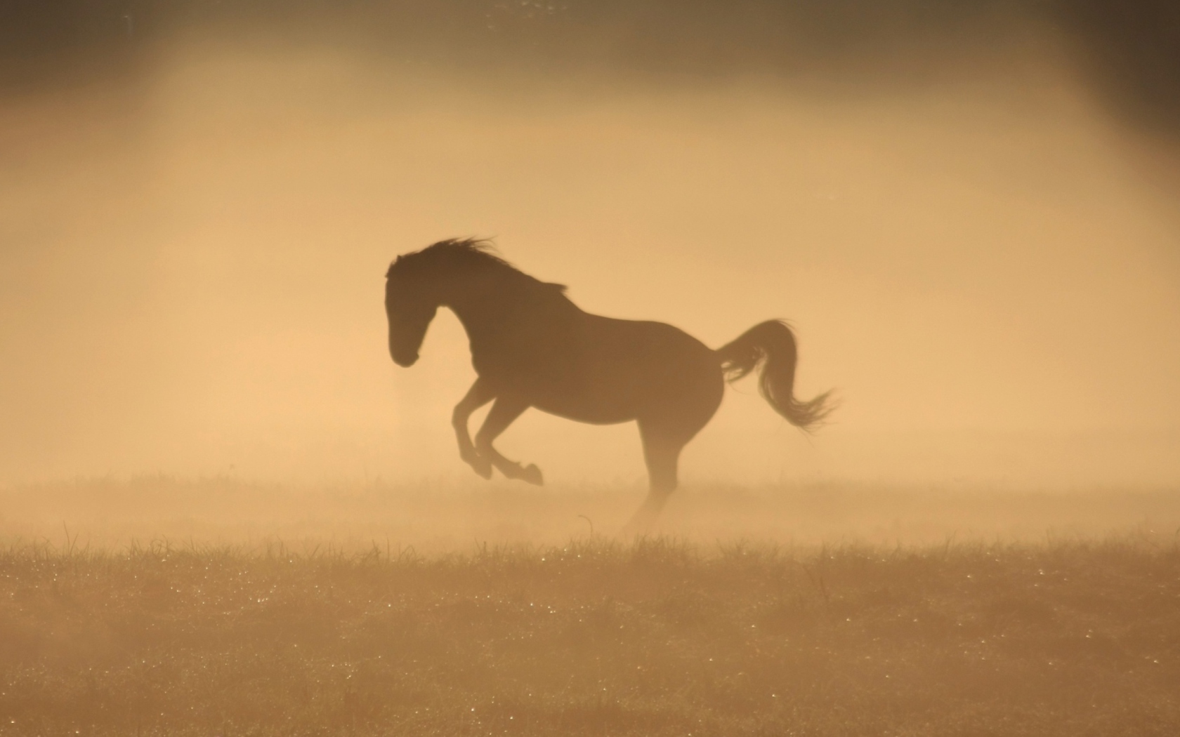 Fondo de pantalla Mustang In Dust 1680x1050