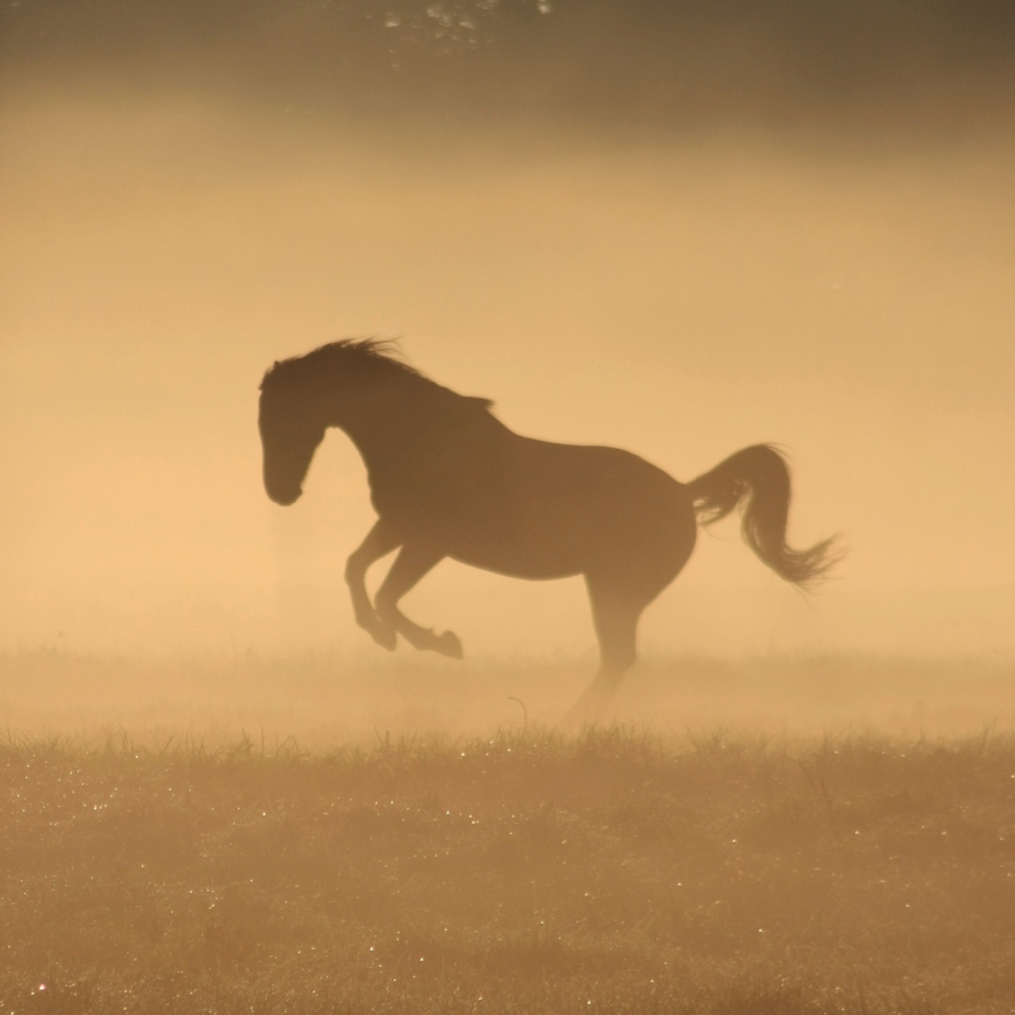 Mustang In Dust screenshot #1 2048x2048