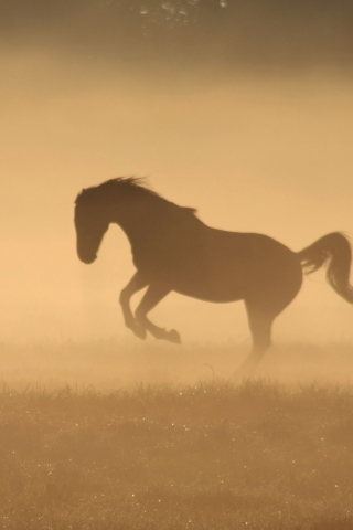 Mustang In Dust screenshot #1 320x480