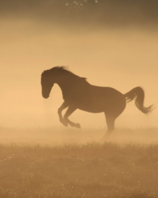 Mustang In Dust - Obrázkek zdarma pro 128x160
