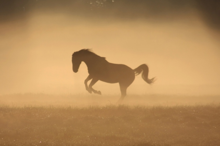 Fondo de pantalla Mustang In Dust