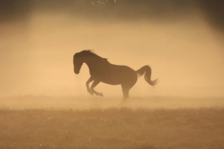Mustang In Dust - Obrázkek zdarma 
