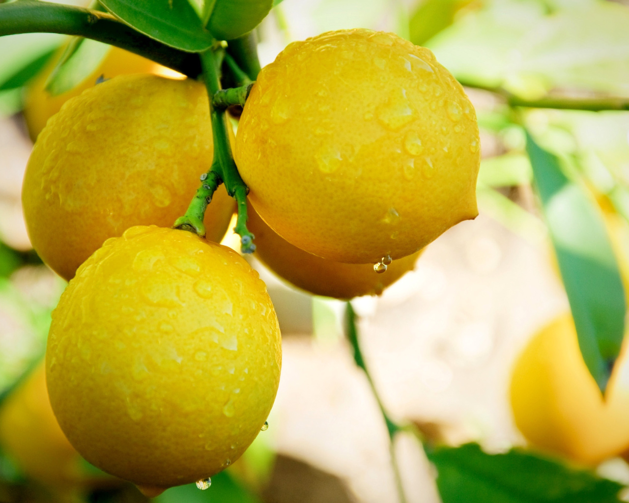 Fondo de pantalla Lemon Drops 1280x1024