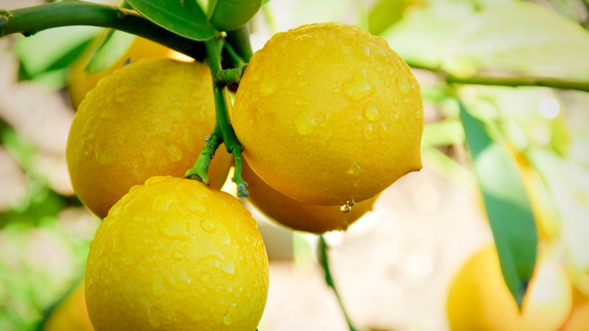 Fondo de pantalla Lemon Drops 1920x1080