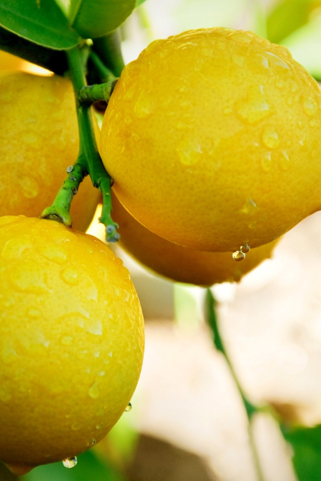 Fondo de pantalla Lemon Drops 640x960