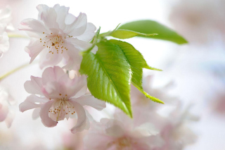 Spring Flowers - Obrázkek zdarma pro Samsung Galaxy Tab 4G LTE