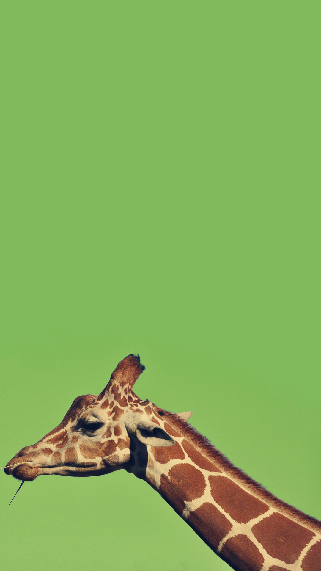 Das Giraffe Wallpaper 1080x1920