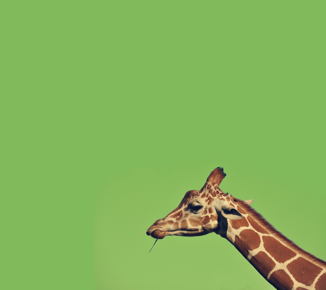 Fondo de pantalla Giraffe 1080x960