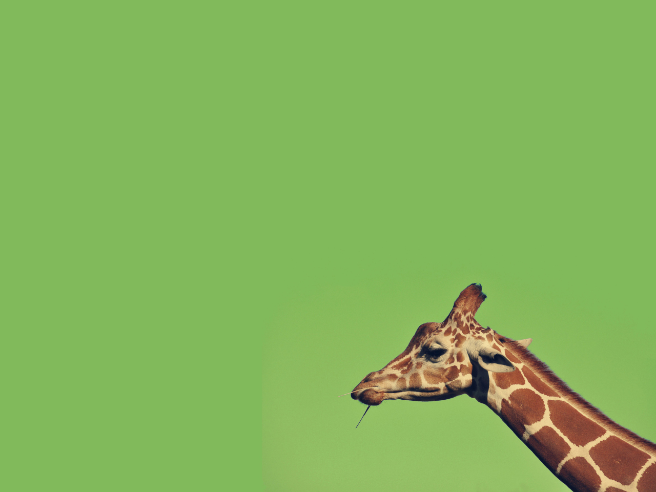 Giraffe wallpaper 1280x960