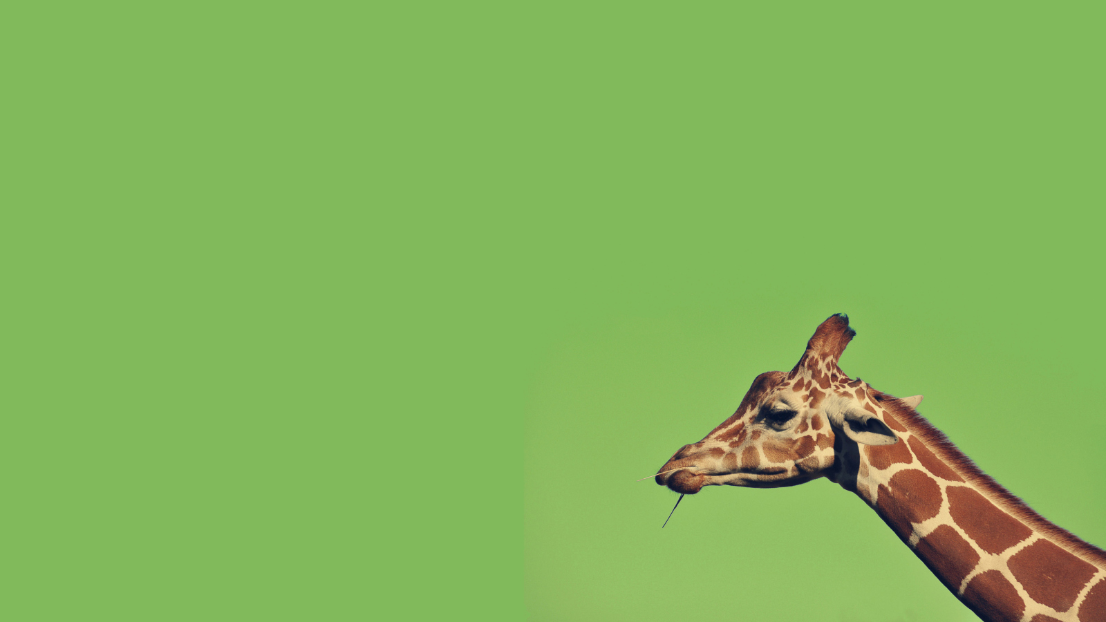 Sfondi Giraffe 1600x900