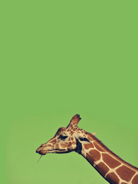 Fondo de pantalla Giraffe 480x640