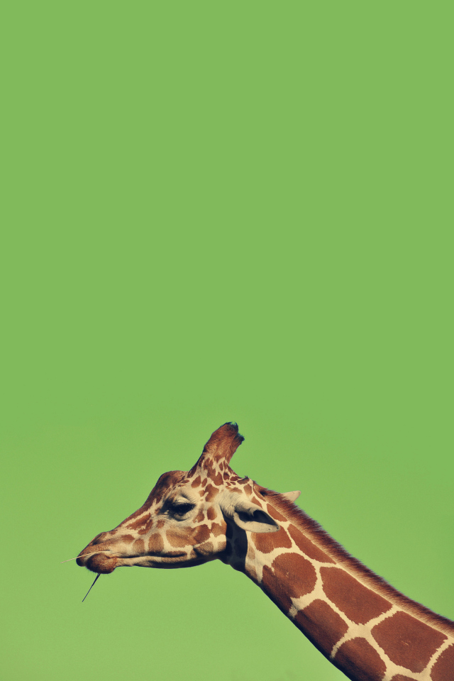 Fondo de pantalla Giraffe 640x960