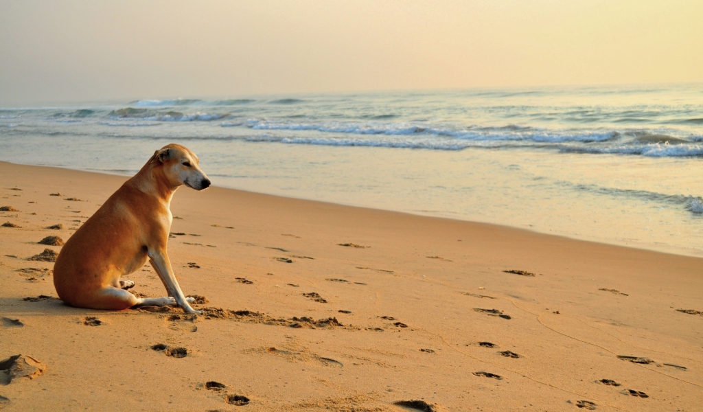 Screenshot №1 pro téma Ginger Dog Looking At Sea 1024x600