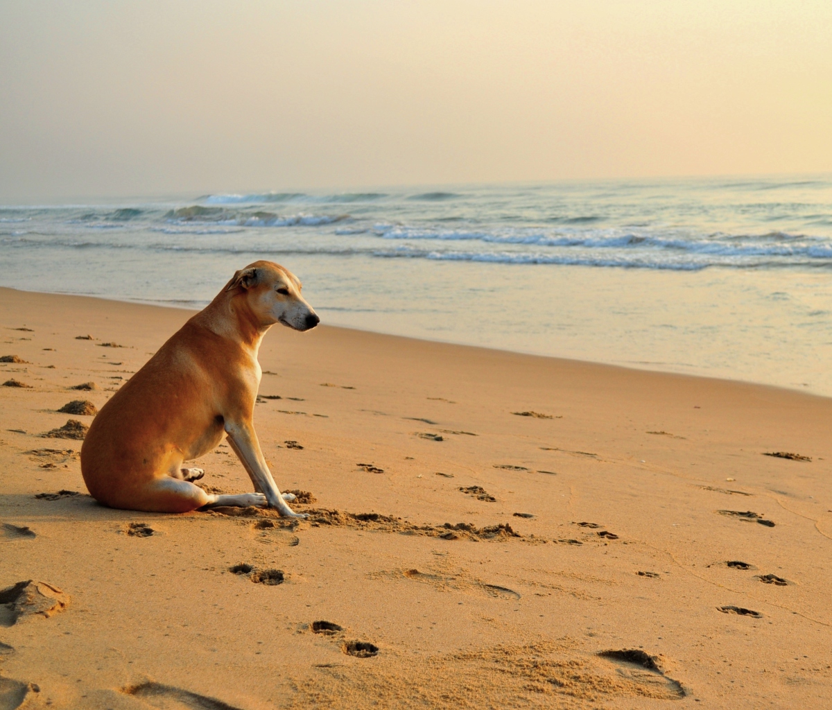 Ginger Dog Looking At Sea screenshot #1 1200x1024