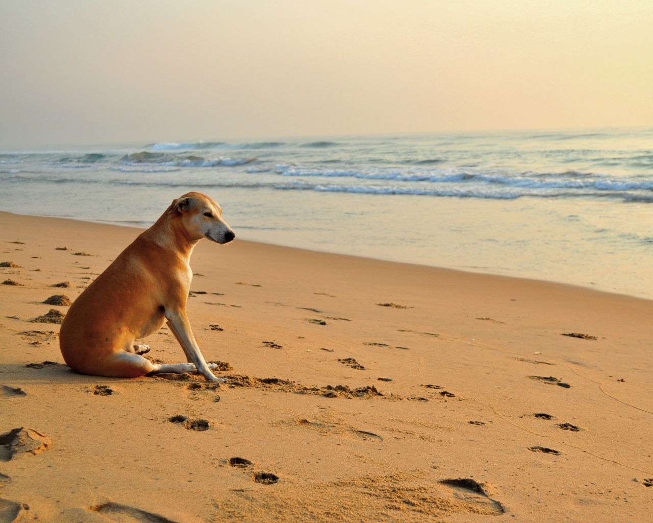 Ginger Dog Looking At Sea screenshot #1 1280x1024