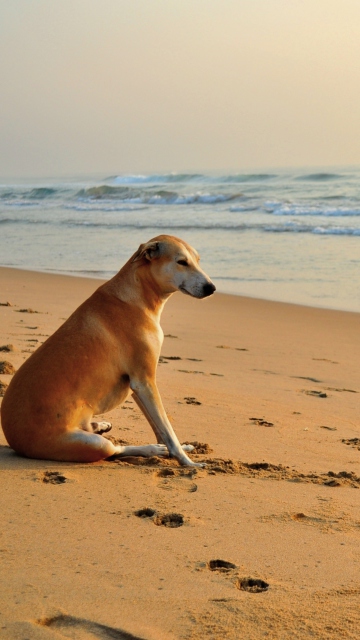 Ginger Dog Looking At Sea screenshot #1 360x640