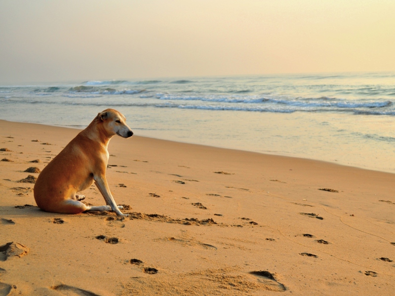 Ginger Dog Looking At Sea screenshot #1 800x600