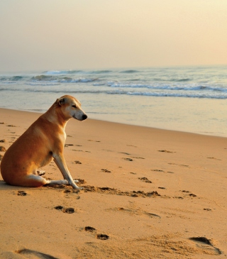 Ginger Dog Looking At Sea - Obrázkek zdarma pro Nokia C-5 5MP