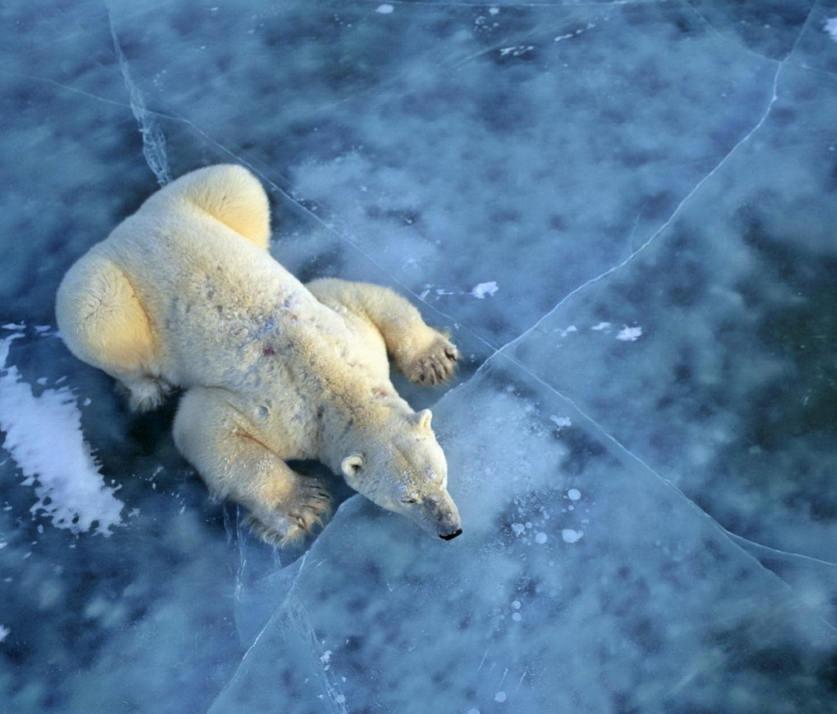 Das Polar Bear On Ice Wallpaper 1200x1024