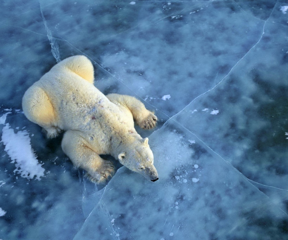 Sfondi Polar Bear On Ice 960x800