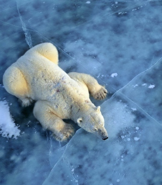Polar Bear On Ice - Obrázkek zdarma pro 128x160