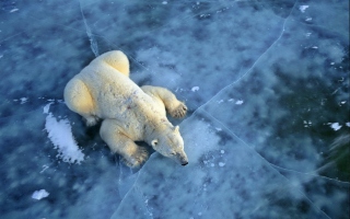 Polar Bear On Ice - Obrázkek zdarma pro 320x240
