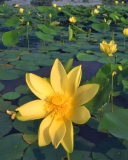 Screenshot №1 pro téma Water Lilies 128x160