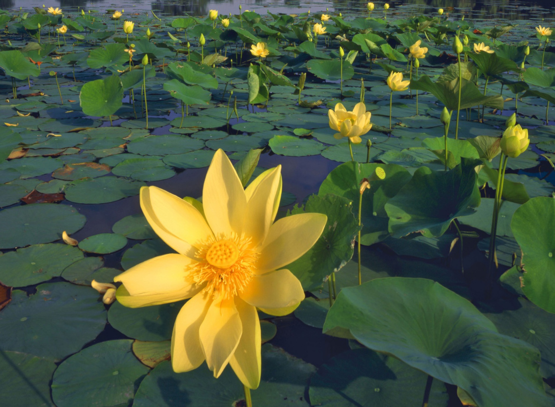 Water Lilies wallpaper 1920x1408