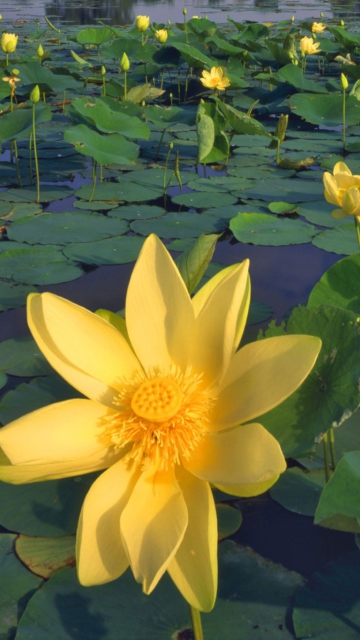 Fondo de pantalla Water Lilies 360x640