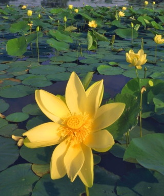 Water Lilies - Obrázkek zdarma pro 360x640
