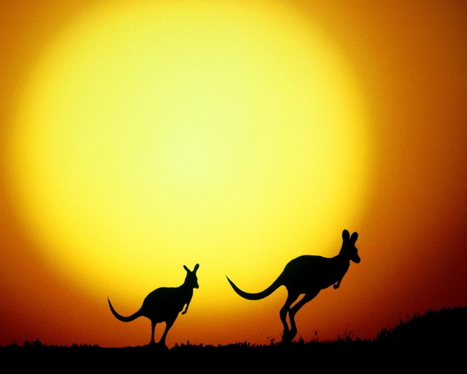 Screenshot №1 pro téma Kangaroo At Sunset 1600x1280