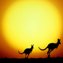Sfondi Kangaroo At Sunset 208x208