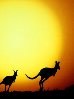 Обои Kangaroo At Sunset 240x320