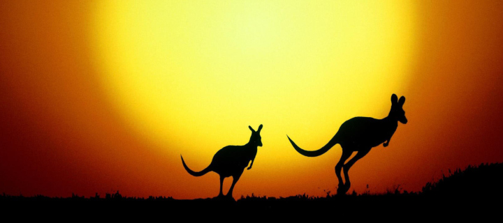 Screenshot №1 pro téma Kangaroo At Sunset 720x320