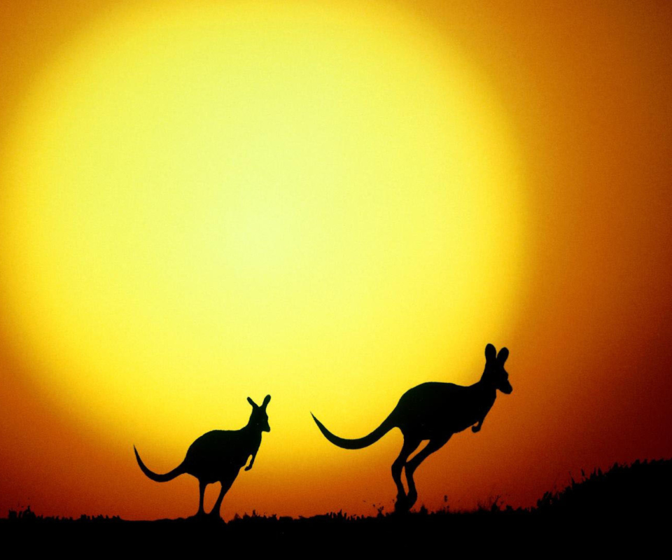 Обои Kangaroo At Sunset 960x800