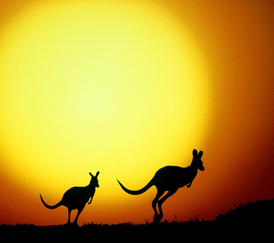 Обои Kangaroo At Sunset 960x854